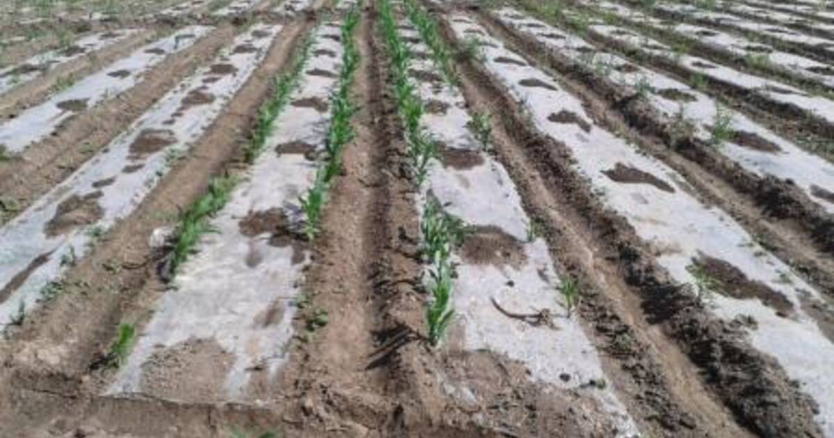 Prepare Raised Beds (Recommended for Many Crops)